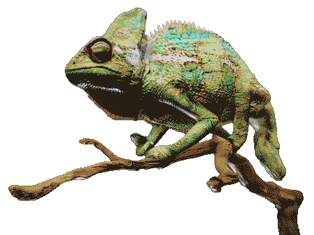 Chameleon